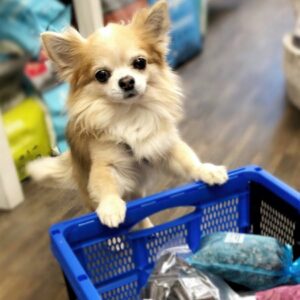 gedörrte schweizer rinderlungen